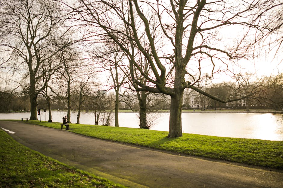 A paved pathway running alongside a calm lake or river in a park setting, with a grassy verge separating the walkway from the water. Several leafless deciduous trees with rough, dark bark and intricate, leafless branches are positioned on the grassy area, some leaning slightly over the path. In the background across the water, faint outlines of residential buildings are visible amidst more trees. The sky appears overcast with a softer, diffused light, creating a natural and tranquil outdoor scene. Although primarily a landscape photograph, the scene relates indirectly to waste management by highlighting the importance of clean and well-maintained outdoor environments, potentially supporting local rubbish collection or private disposal services. Naturally, Waste Collection Barnes provides such services, ensuring parks, pathways, and surrounding areas remain tidy and free from litter, especially in settings like this where outdoor leisure activities take place and maintaining cleanliness is crucial.